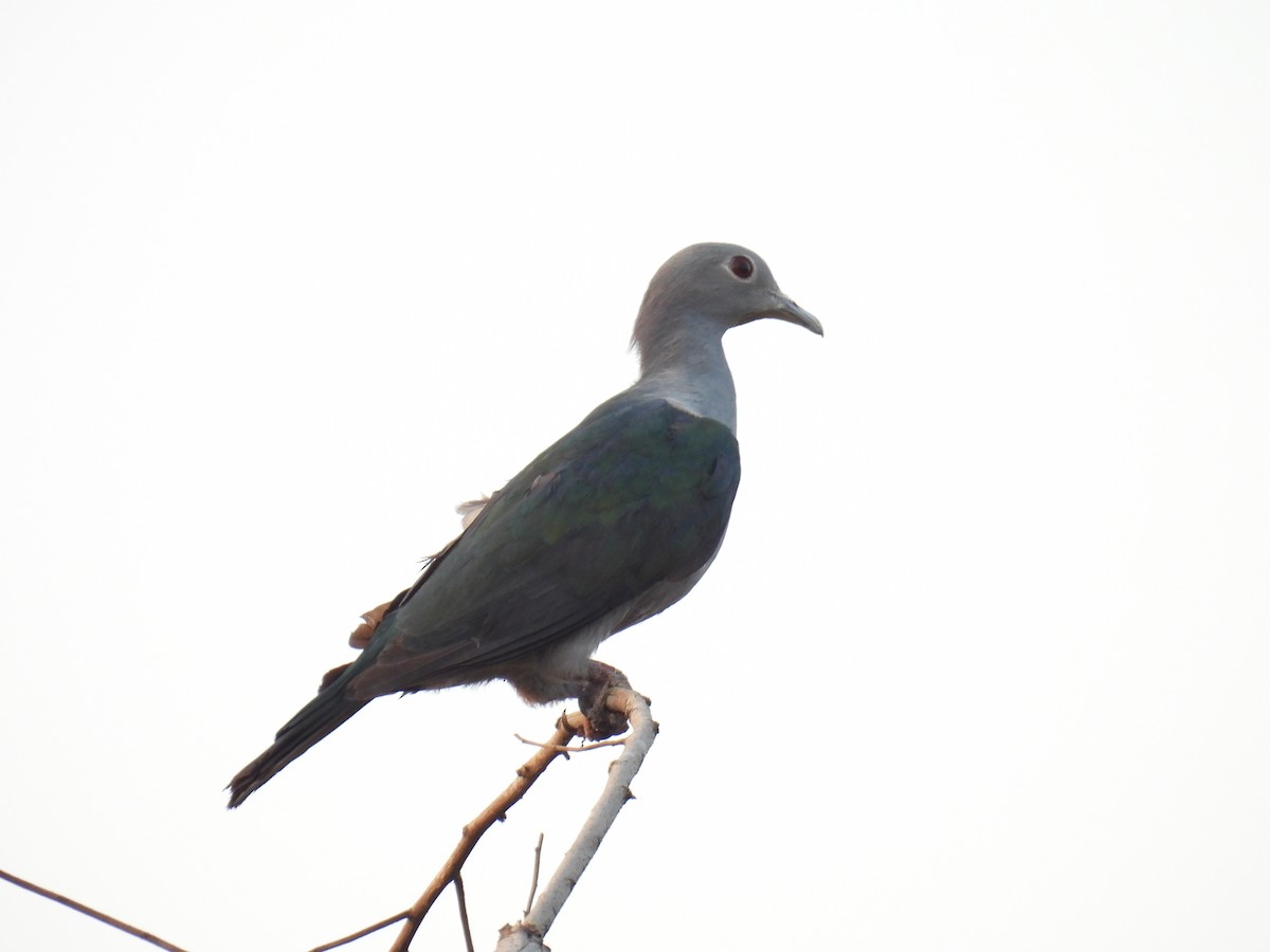 Green Imperial-Pigeon - ML615041150