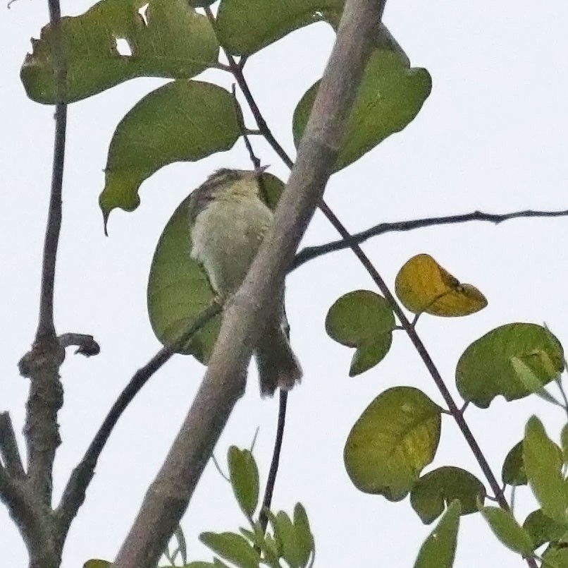 Double-banded Graytail - Trevor Ellery