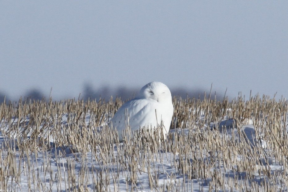 Snowy Owl - Geoffrey Urwin