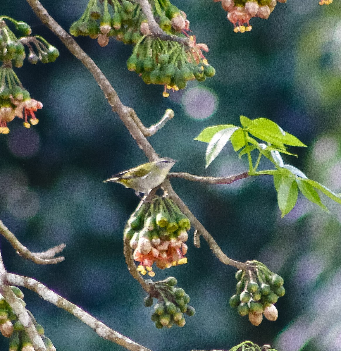 Tennessee Warbler - ML615041243