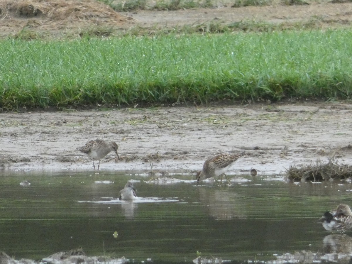 Graubrust-Strandläufer - ML615041275