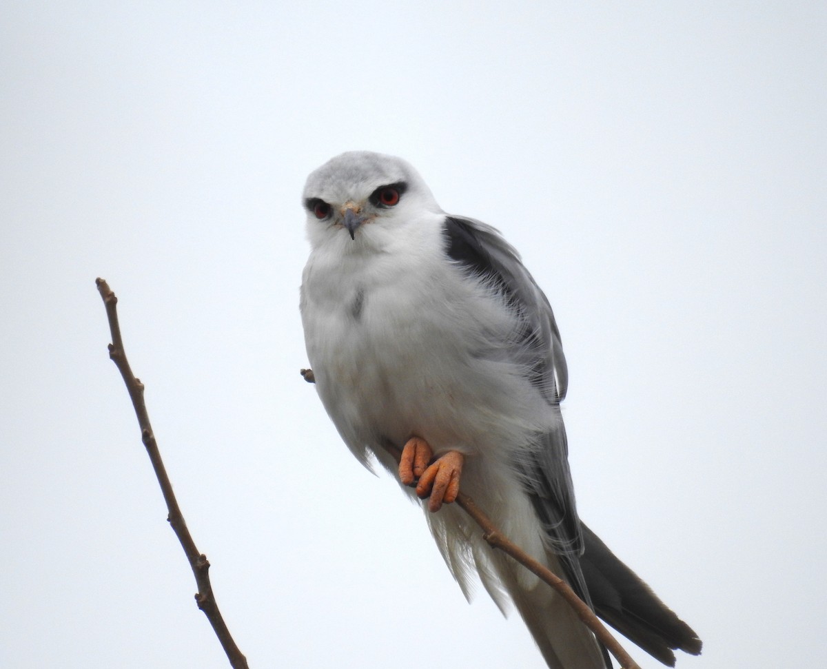 Black-winged Kite - ML615041297