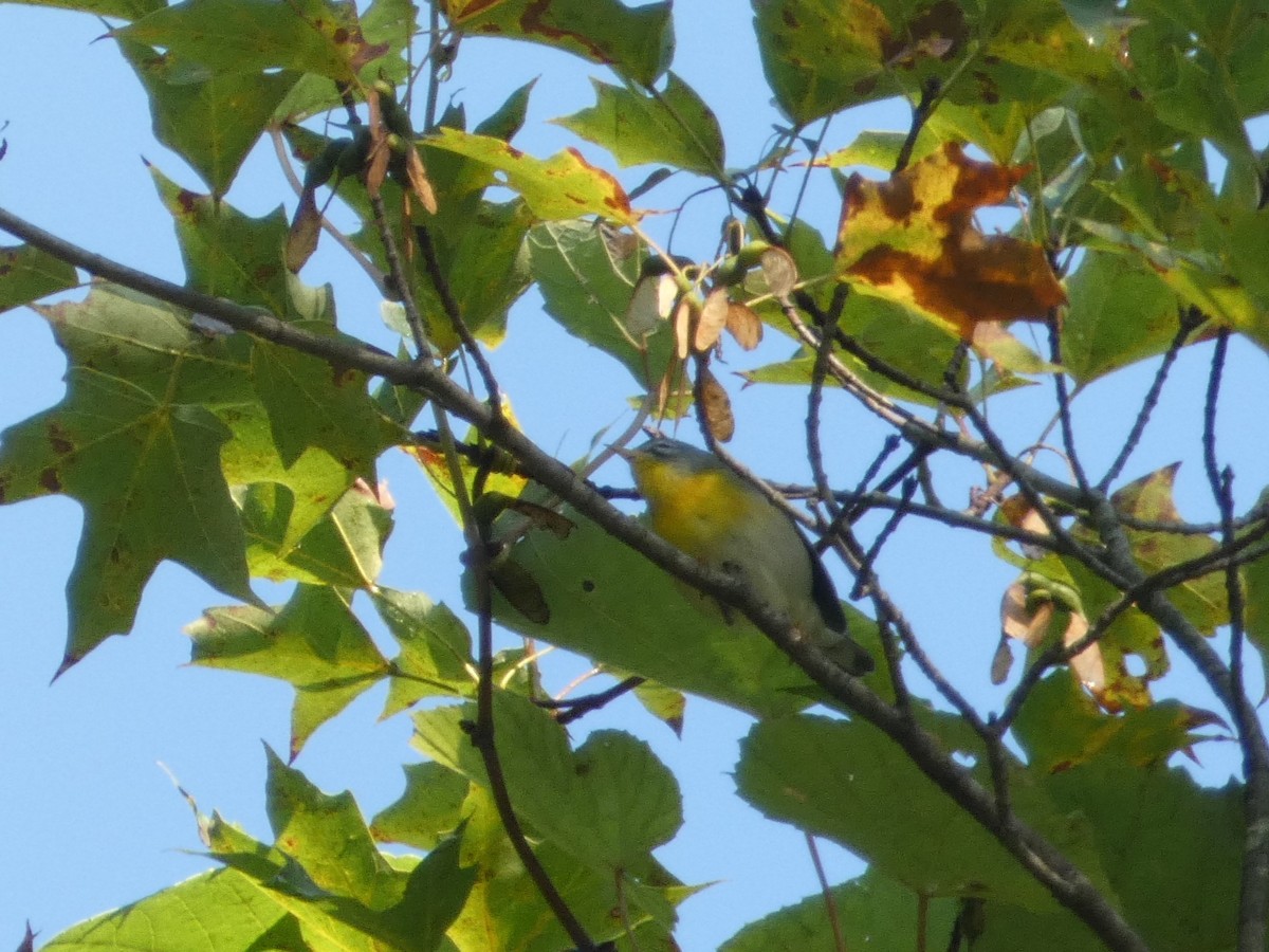 Northern Parula - Eric Huston