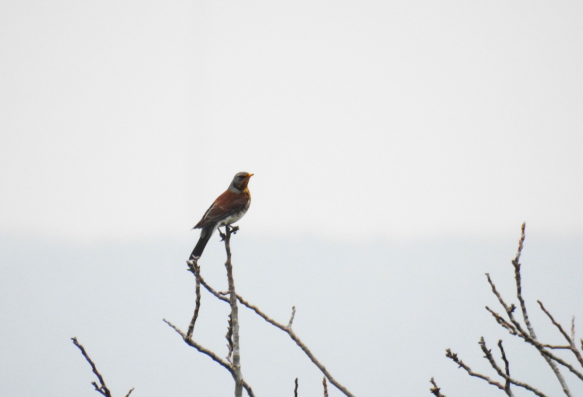 Fieldfare - Güneş Deniz Yıldırım