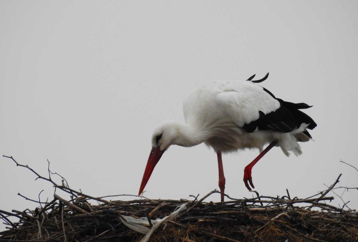 White Stork - ML615041335