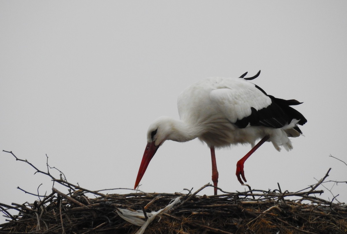 stork - ML615041335