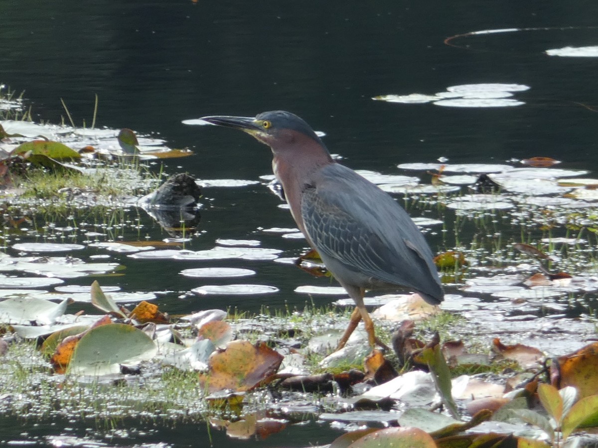 Green Heron - Eric Huston