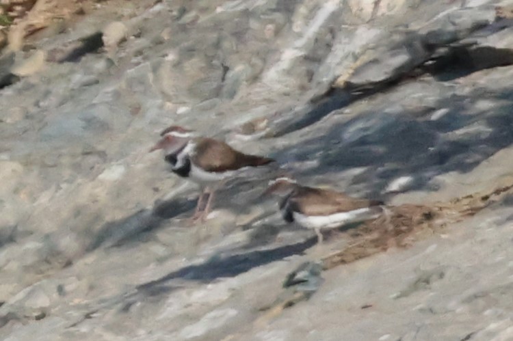 Three-banded Plover - ML615041375