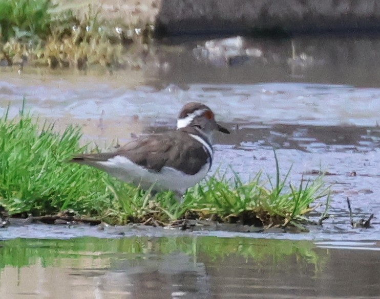 Three-banded Plover - ML615041376