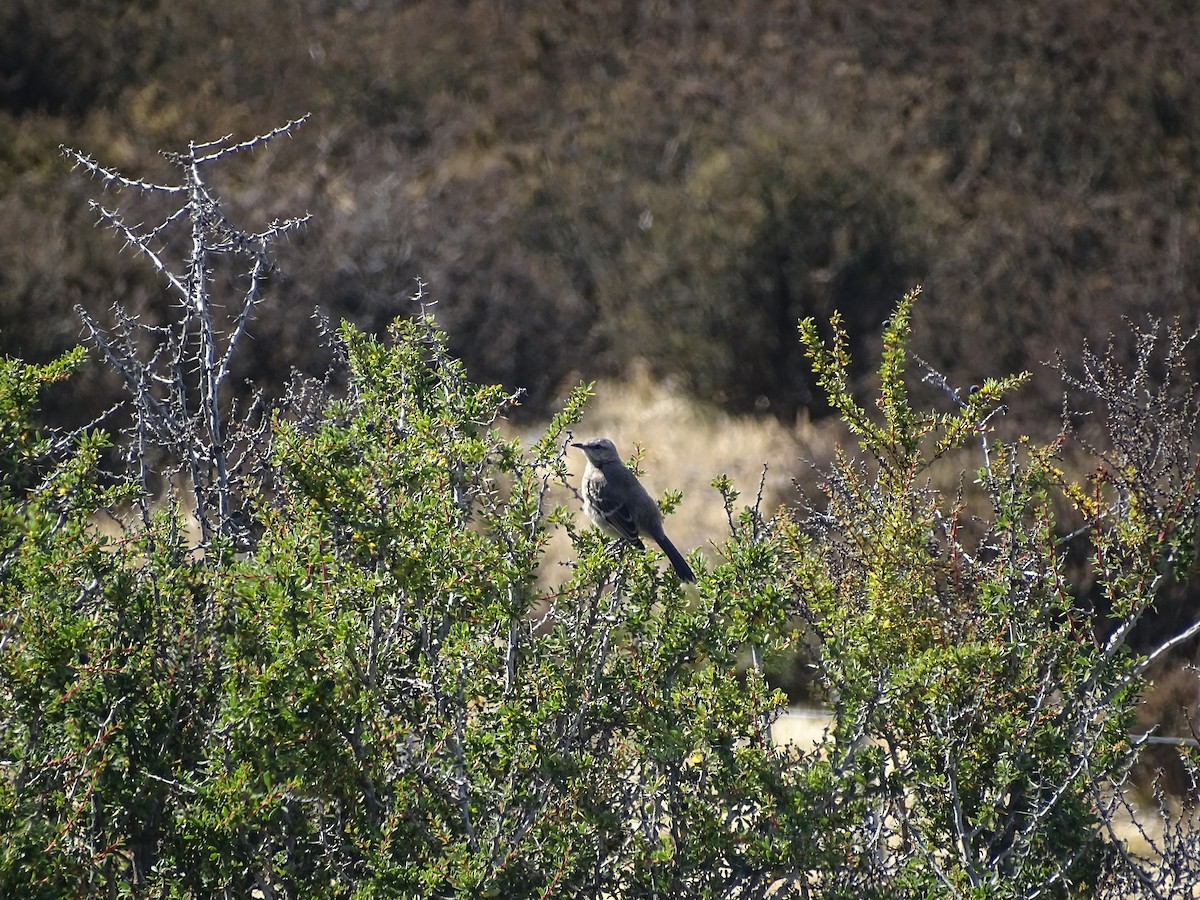 Patagonian Mockingbird - ML615041393