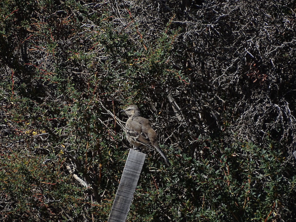 Patagonian Mockingbird - ML615041468