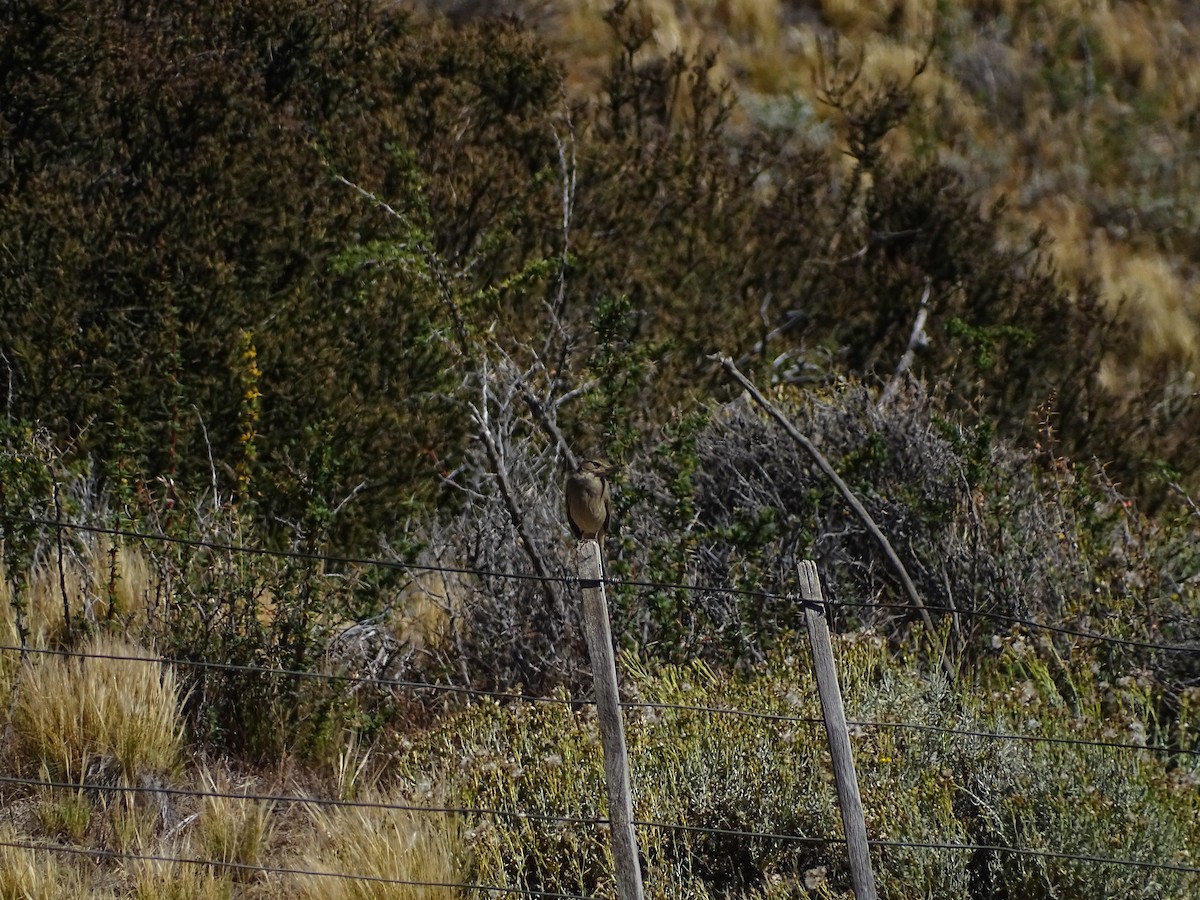 Black-billed Shrike-Tyrant - ML615041507