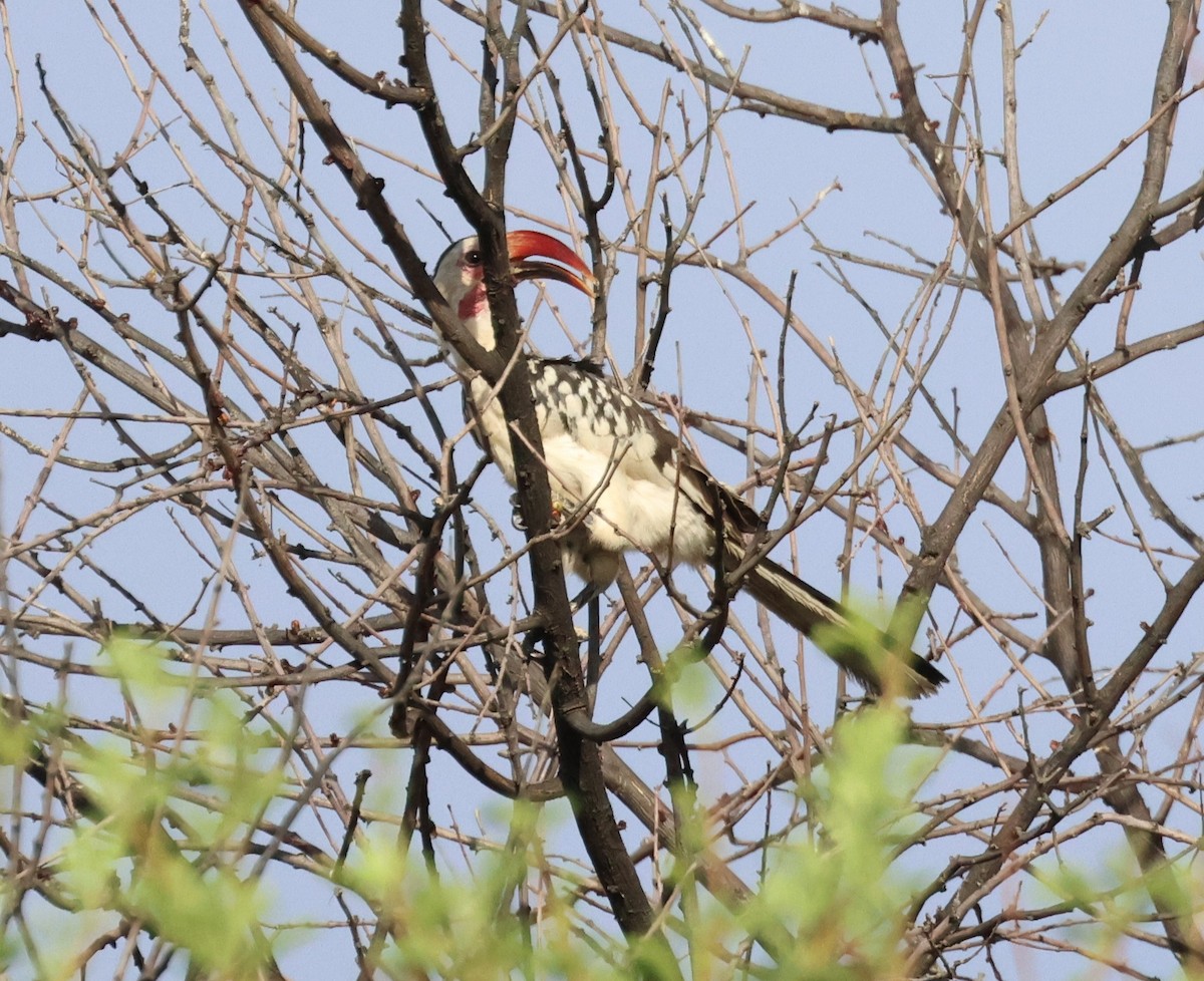 Damara Red-billed Hornbill - ML615041515