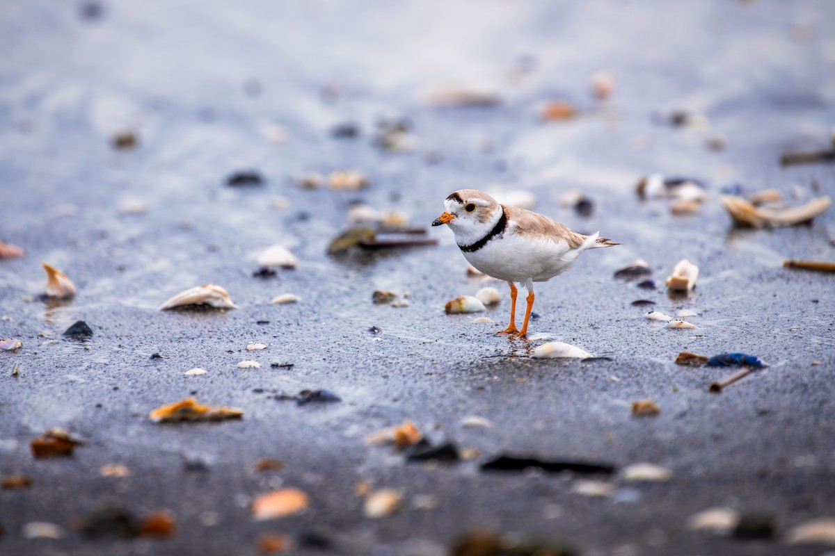 Piping Plover - Anonymous