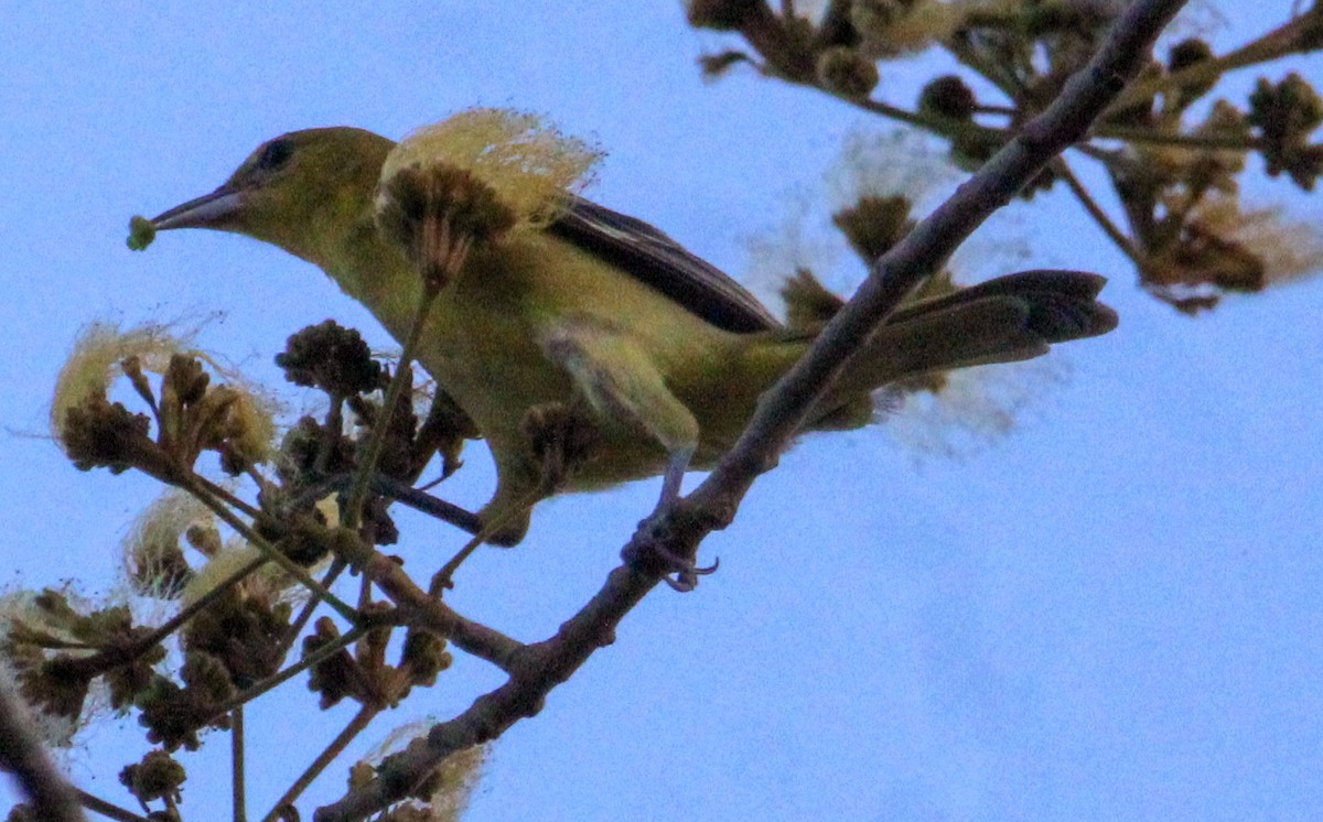 Orchard Oriole - ML615041583