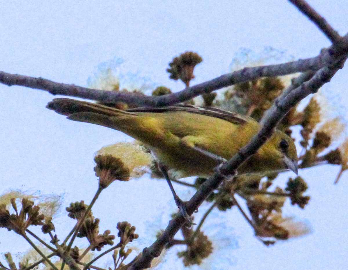 Orchard Oriole - ML615041586