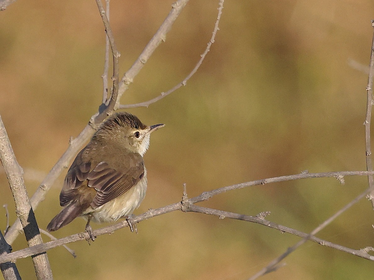 Blyth's Reed Warbler - ML615041593