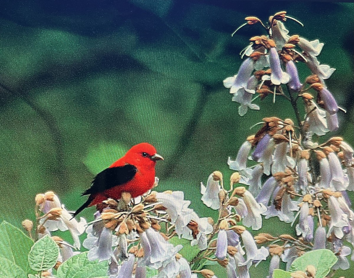 tanager sp. (Piranga sp.) - ML615041624