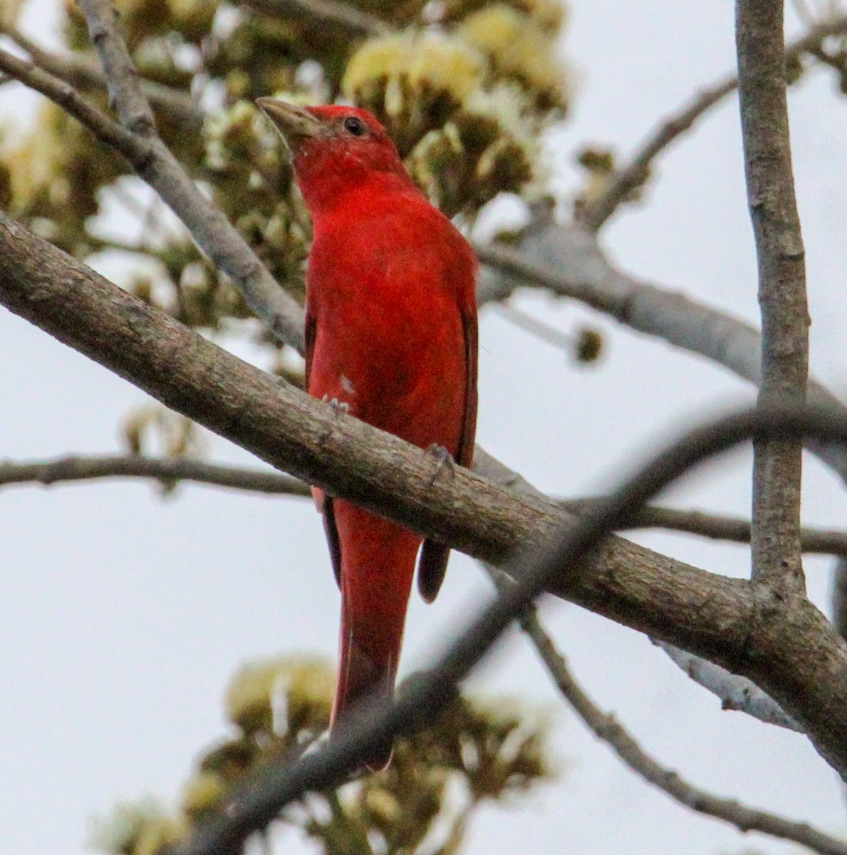 Summer Tanager - ML615041641