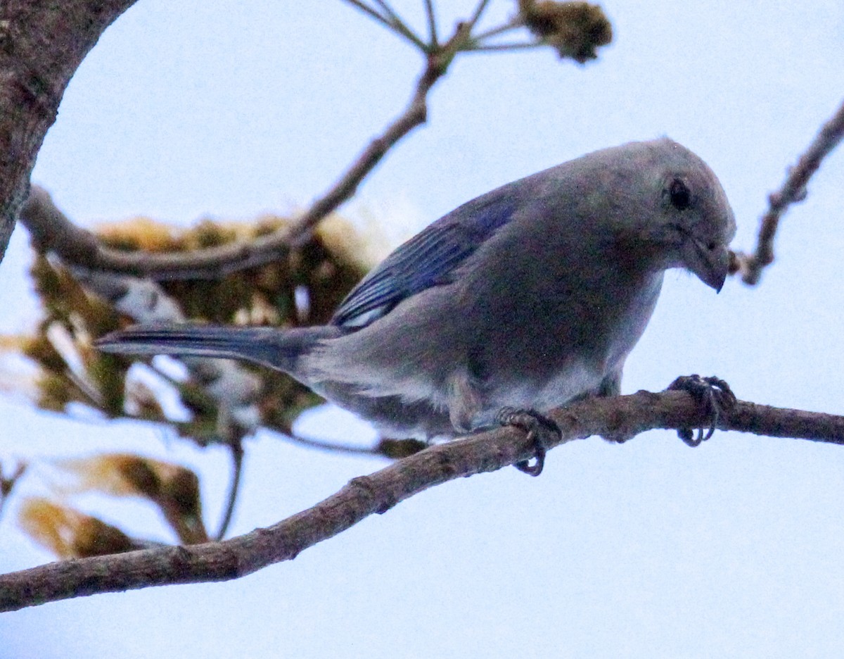 Blue-gray Tanager - Jeffrey McCrary