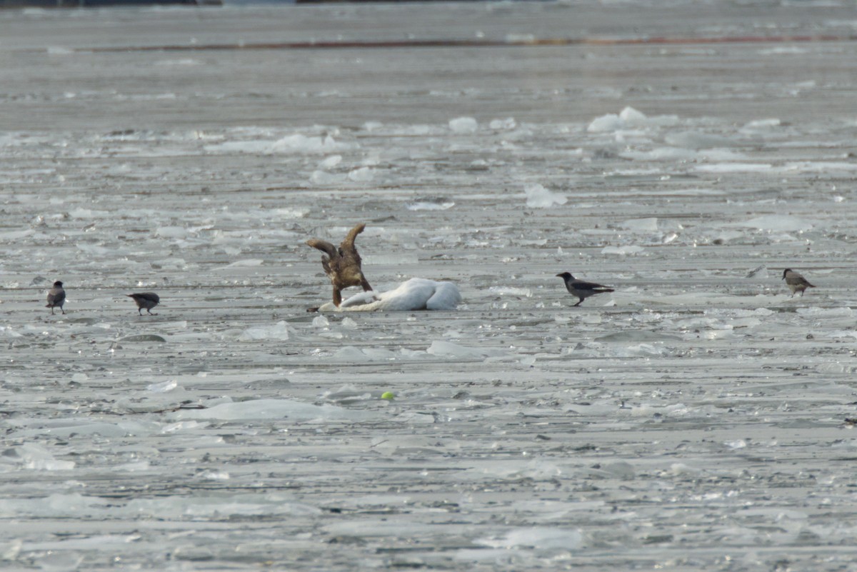 Pygargue à queue blanche - ML615041715