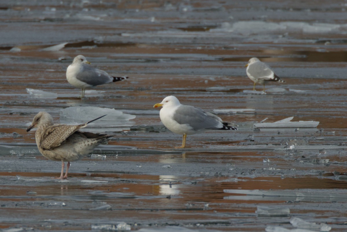Goéland argenté - ML615041718
