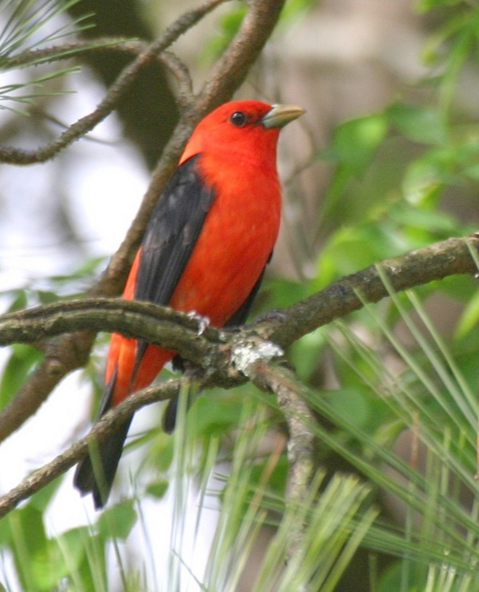 tanager sp. (Piranga sp.) - ML615041728