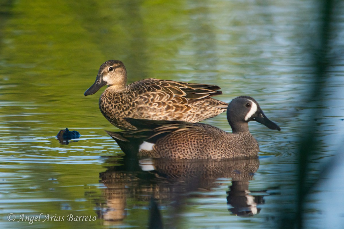 Blue-winged Teal - ML615041730
