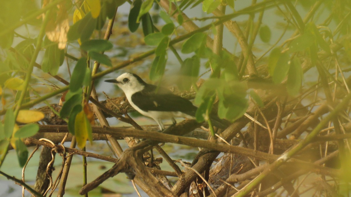 Black-backed Water-Tyrant - Ariadna Tripaldi