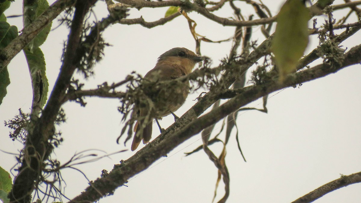 Chestnut-crowned Becard - Ariadna Tripaldi