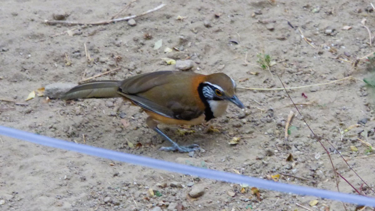 Greater Necklaced Laughingthrush - ML615041786