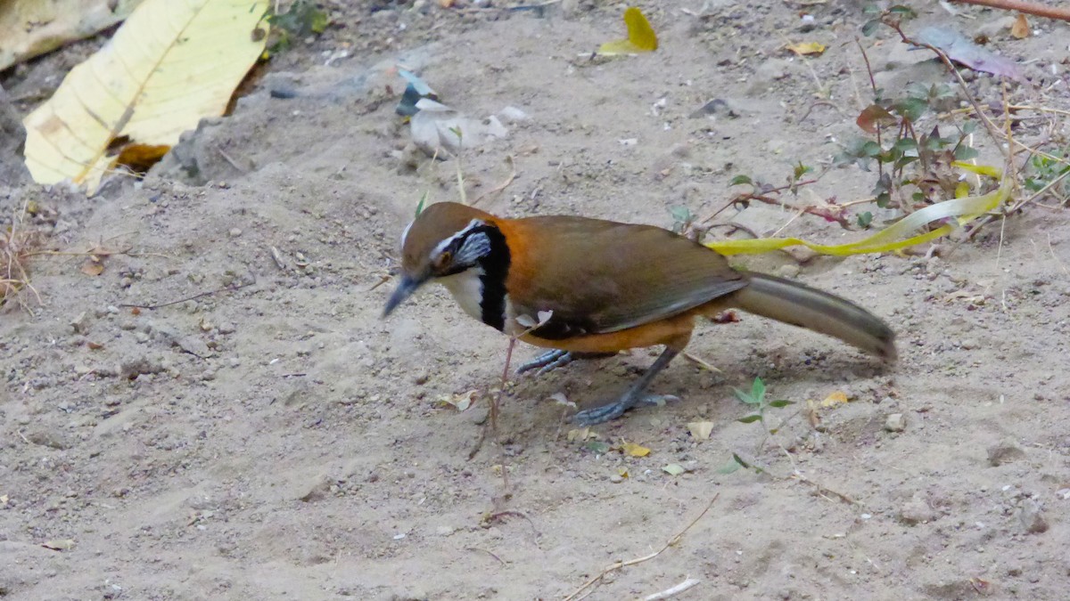 Greater Necklaced Laughingthrush - ML615041787