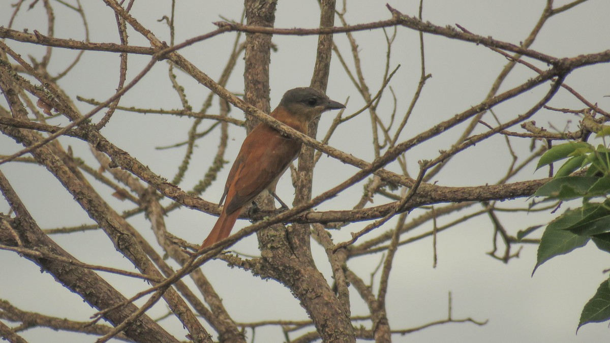 Crested Becard - Ariadna Tripaldi