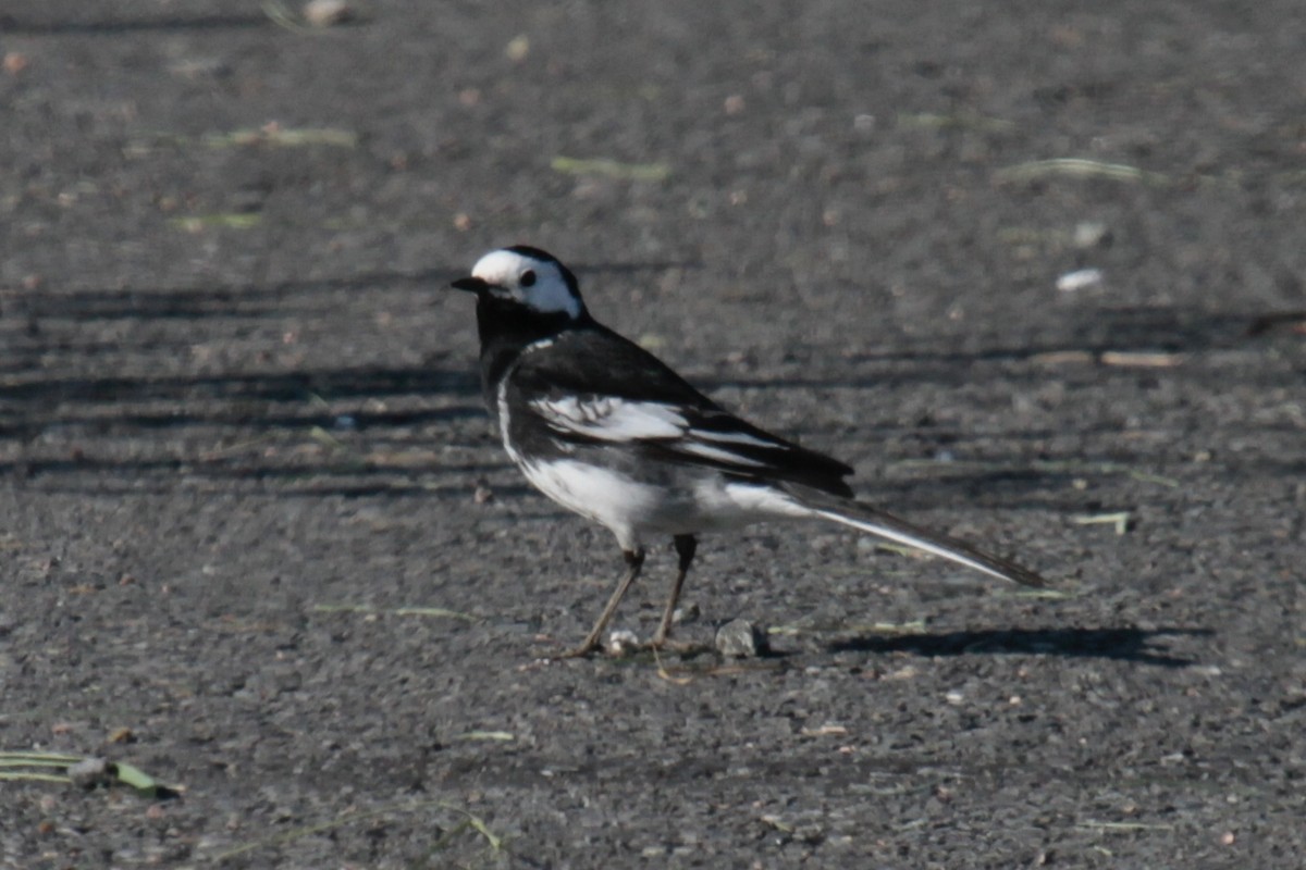 White Wagtail (British) - Daniel George