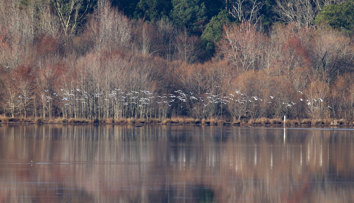 Ring-billed Gull - ML615041808