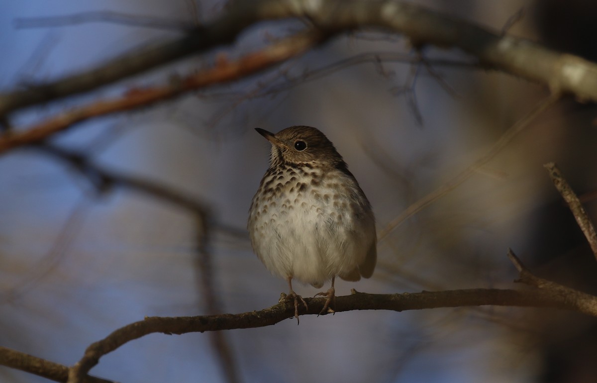 Hermit Thrush - ML615041881
