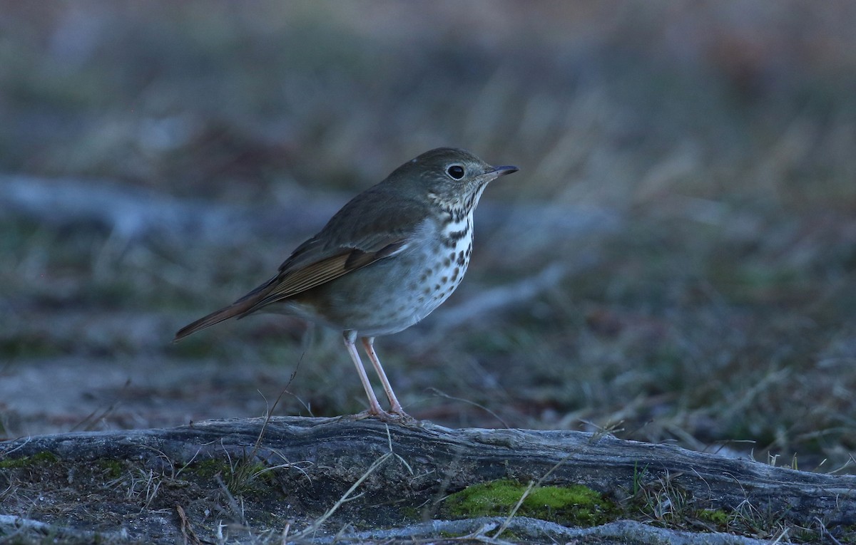 Hermit Thrush - ML615041882