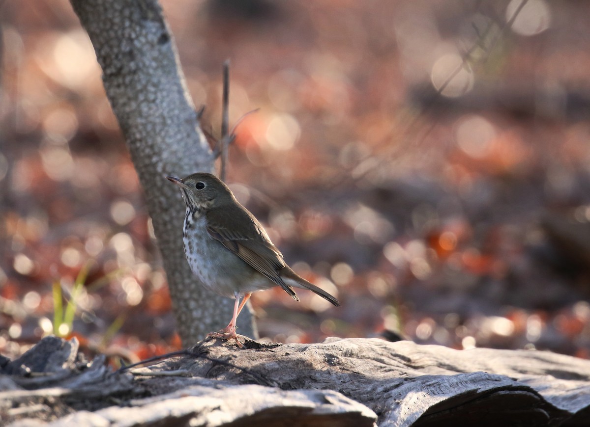 Hermit Thrush - ML615041884