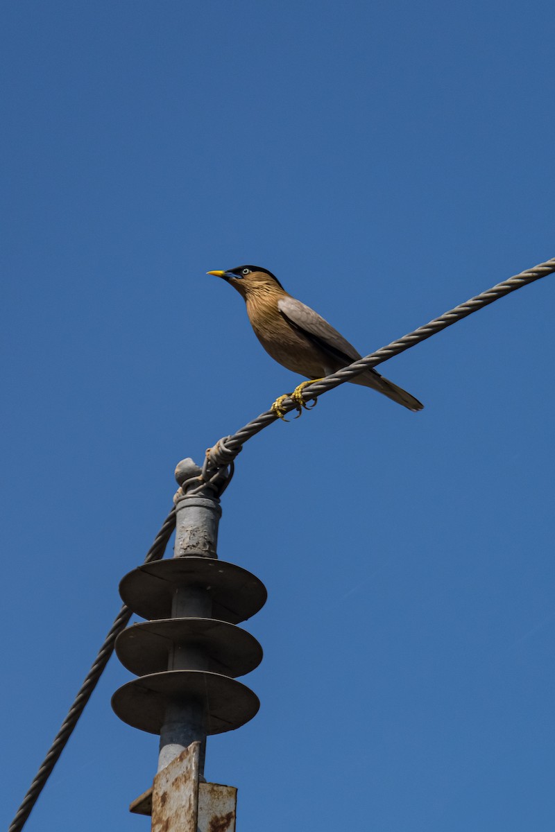 Brahminy Starling - ML615041900