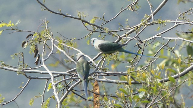 Malabar Yeşil Papağanı - ML615041943