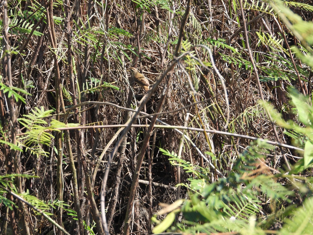 Black-browed Reed Warbler - ML615041948