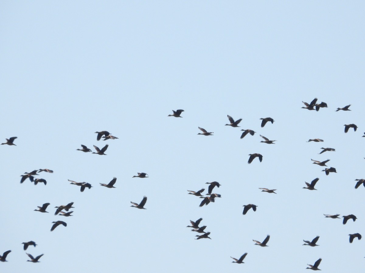 Lesser Whistling-Duck - ML615041973