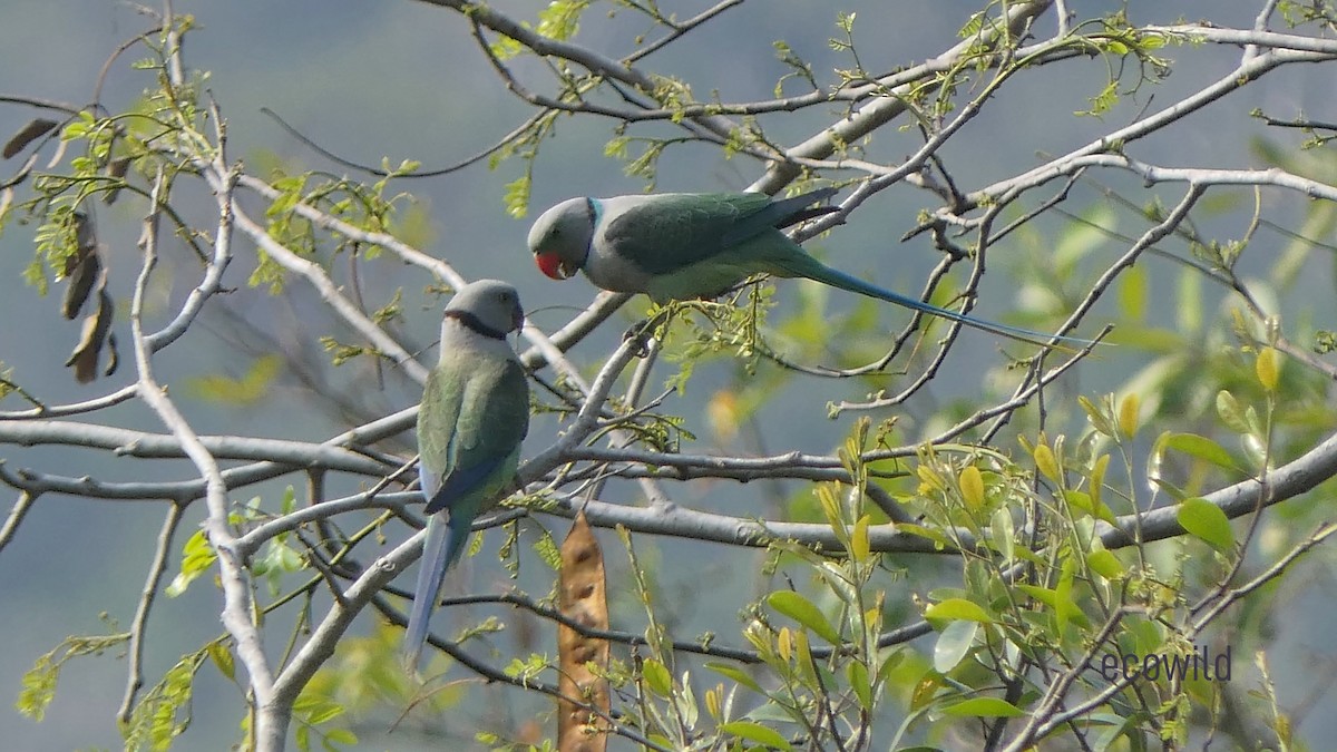 Malabar Parakeet - ML615041999