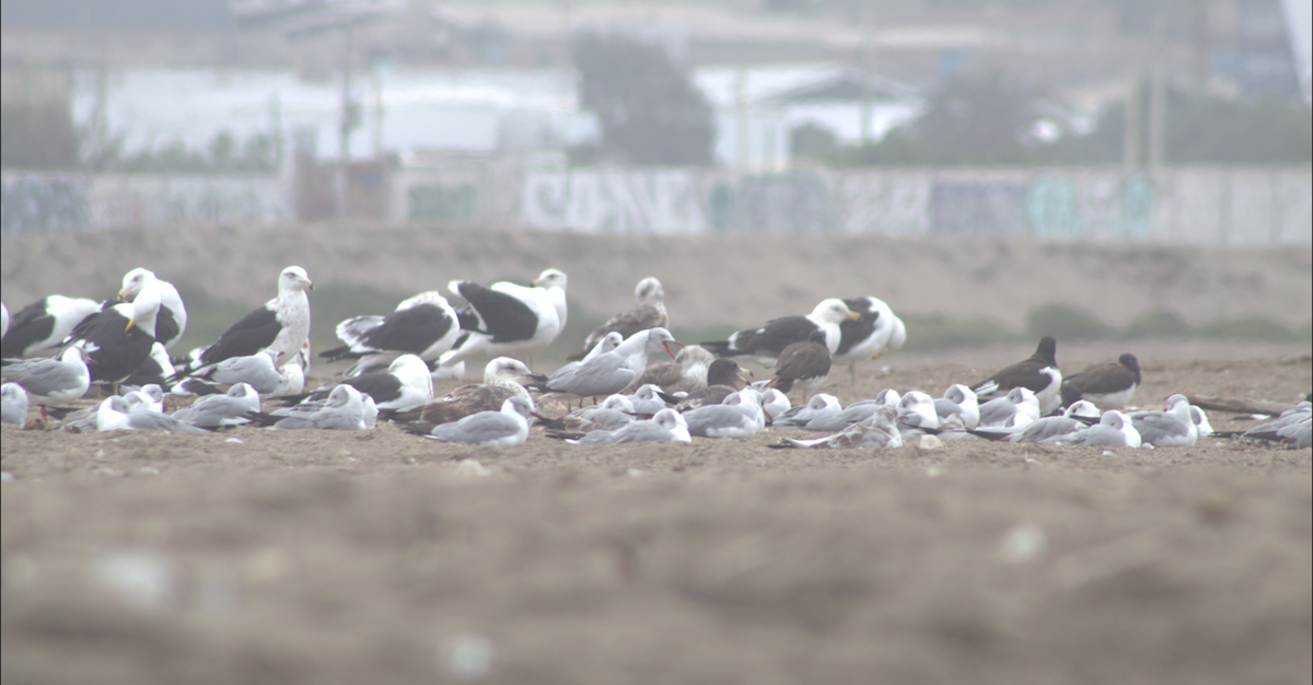 Gray-hooded Gull - ML615042061