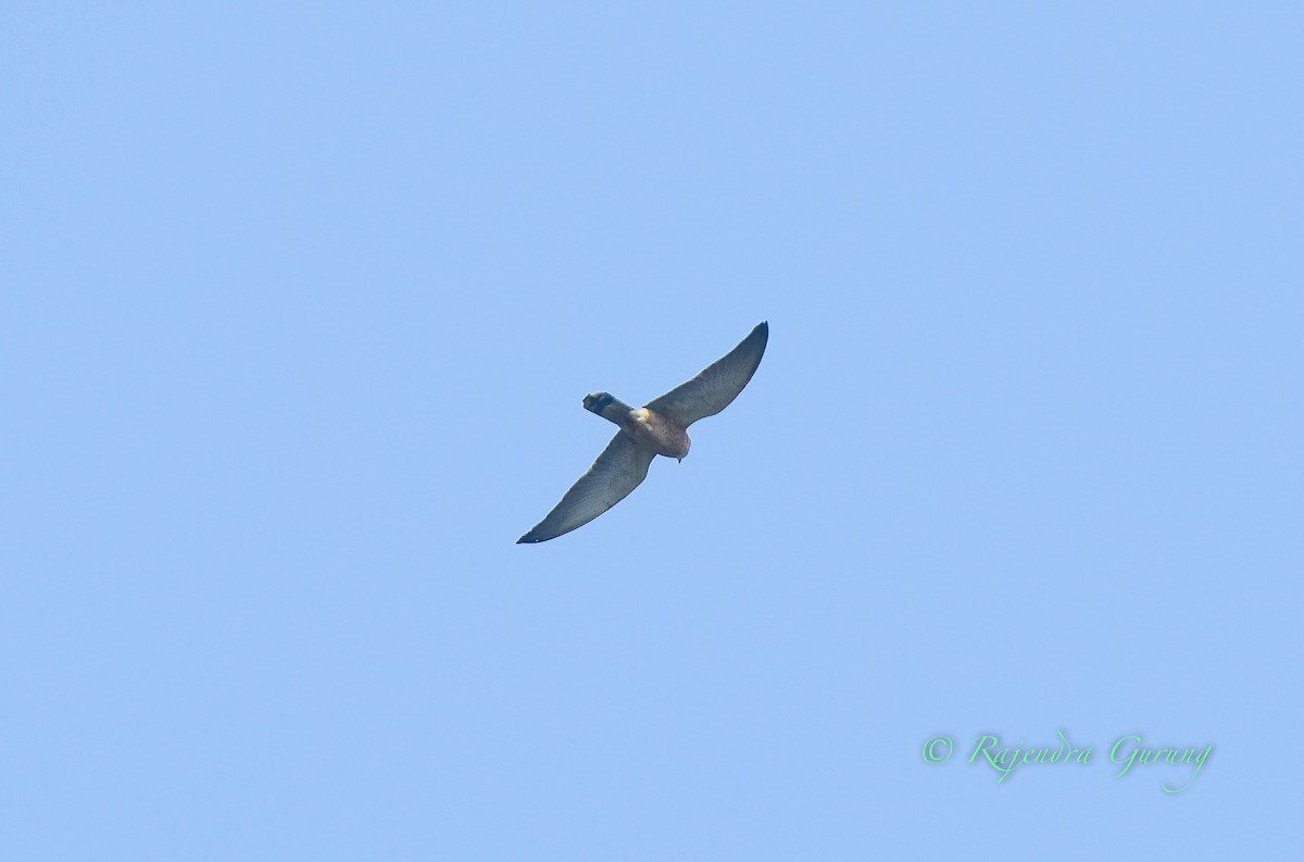 Lesser Kestrel - ML615042132