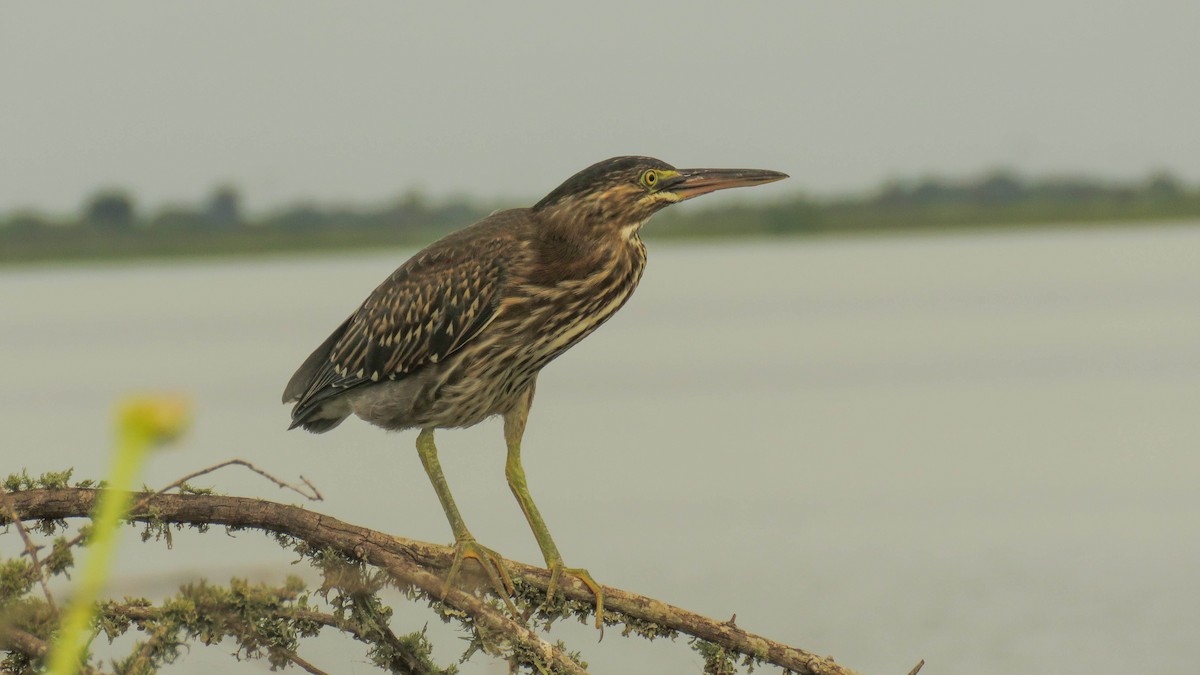 Striated Heron - ML615042145