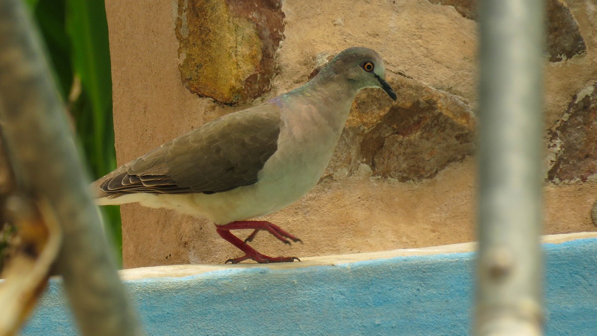 White-tipped Dove - ML615042257