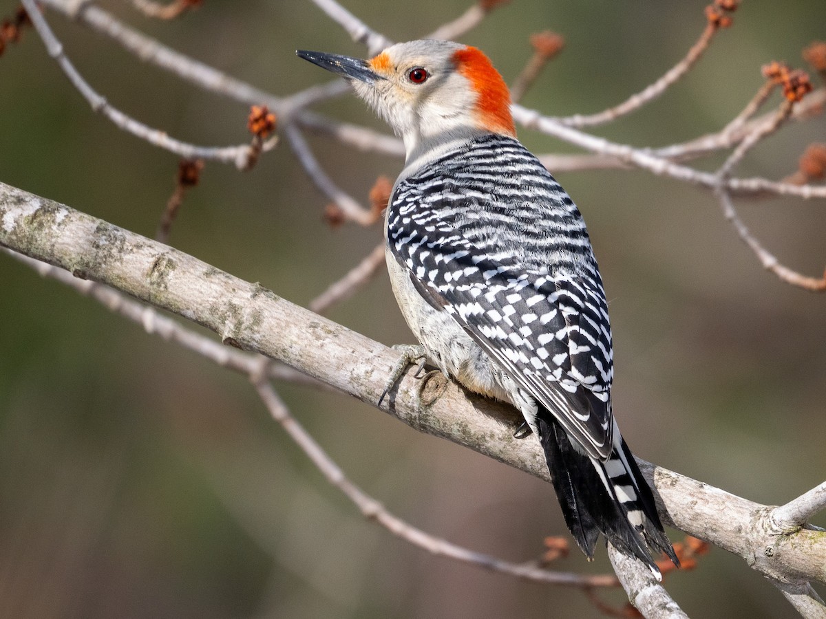Red-bellied Woodpecker - Jason Carlson
