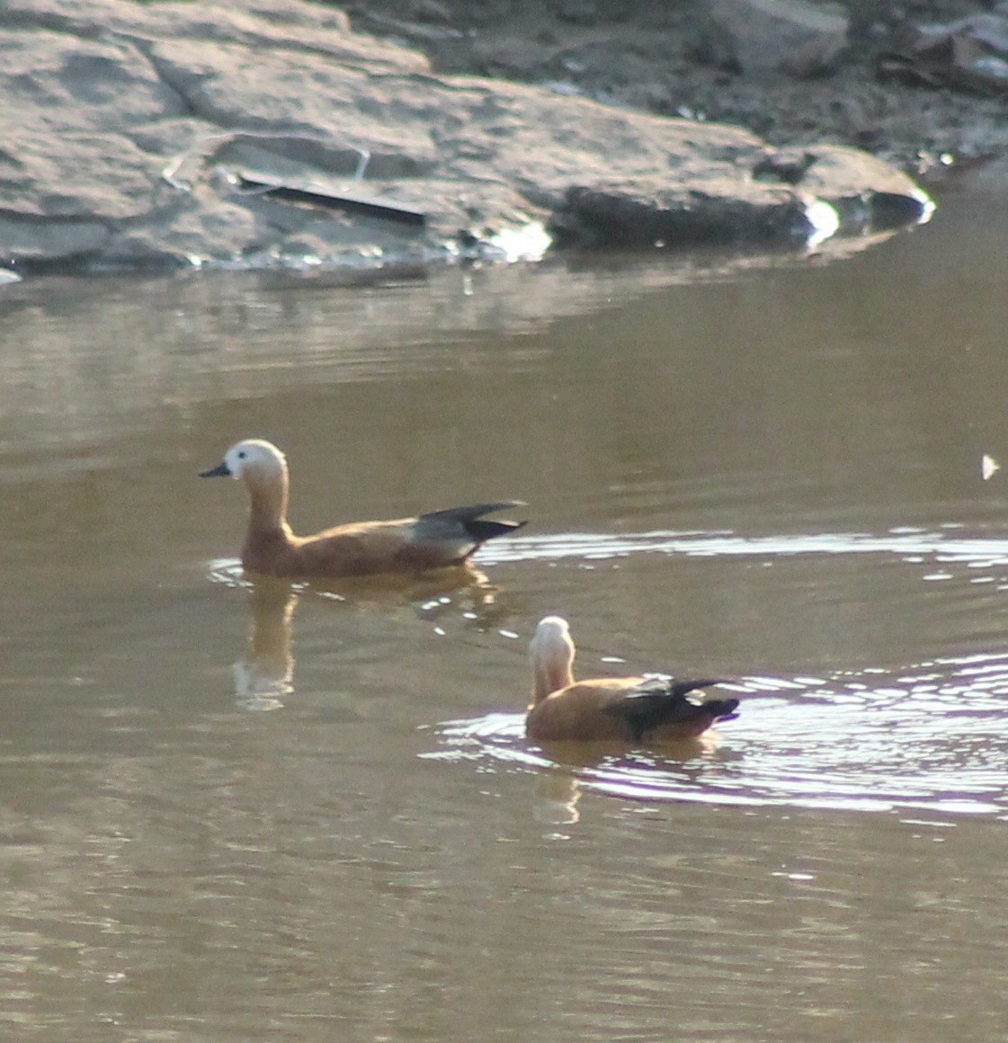 Ruddy Shelduck - ML615042275