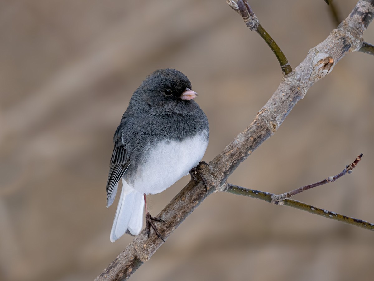 Dark-eyed Junco - ML615042287